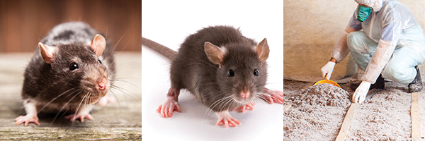 Mice and Rats Virginia Affordable Pest Control