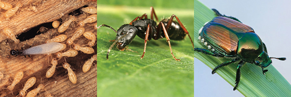 Termites and Wood Eating Insects